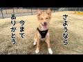 【旅立ち】処分に怯えた野犬の子犬 最後の動画