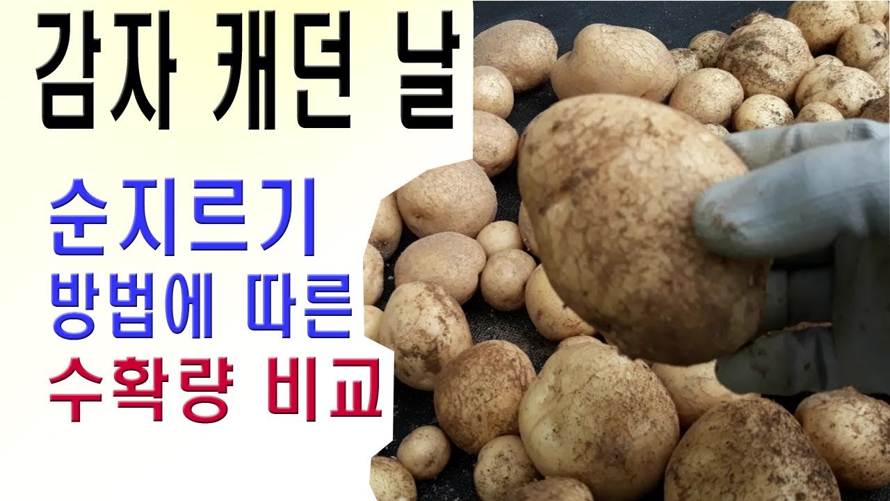 감자캐기 감자캐는시기 감자재배 감자순지르기 방법에 따른 수확량 감자수확시기 - Youtube | 농업, 텃밭, 감자