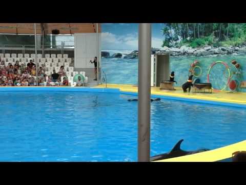 Video: Dolphinarium (Vityazevo): iskedyul, mga pagsusuri