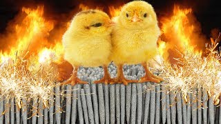 EXPERIMENT 5000 SPARKLERS vs CHICKEN in 10,000 DEGREE TEMPERATURE