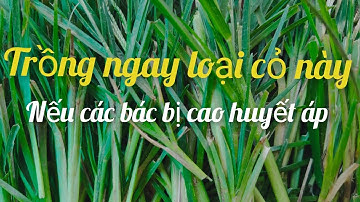 Cỏ mần trầu.thanh tâm.giáng hoả.trị cao huyết áp.và bệnh trĩ.