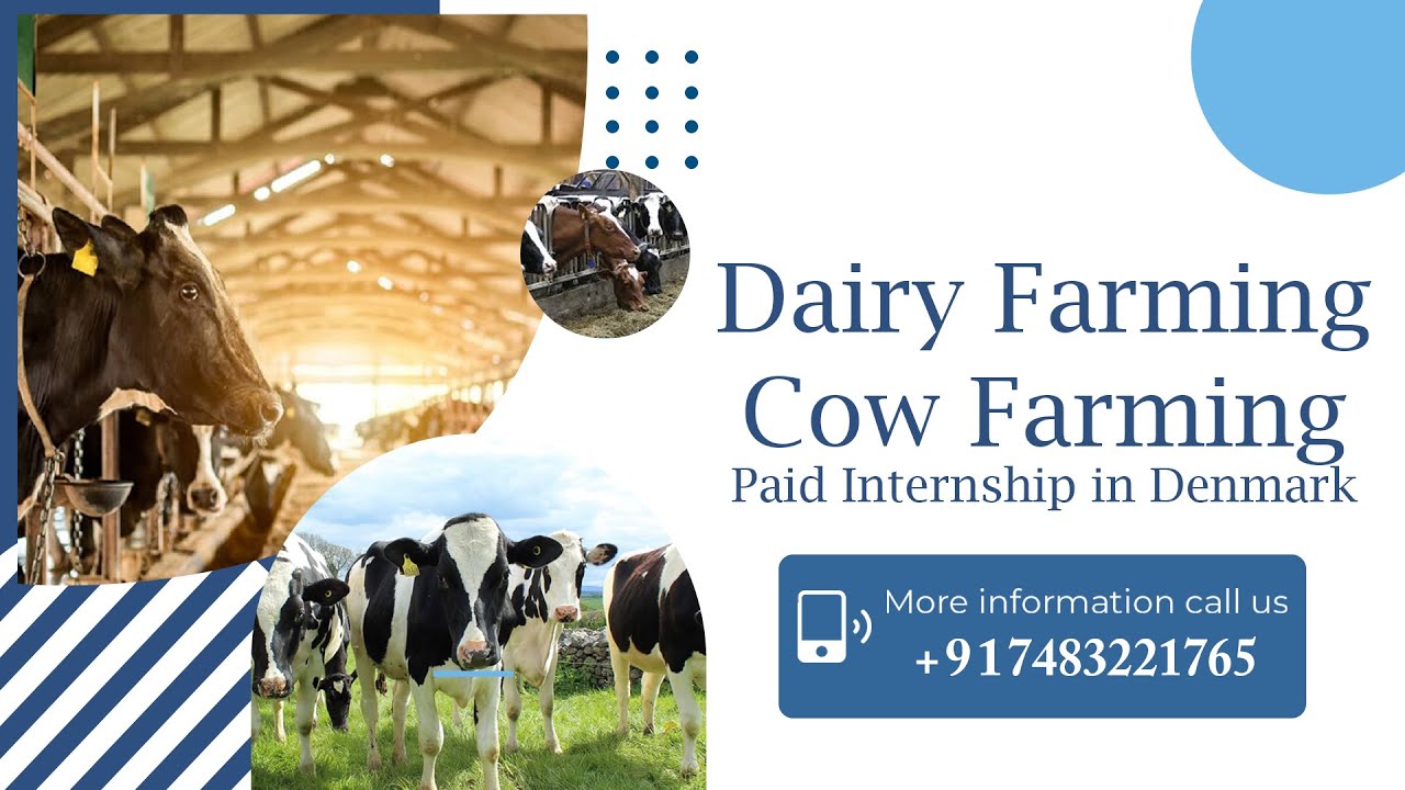 Dairy Farming I Cow Farming I Paid Internship in Denmark YouTube