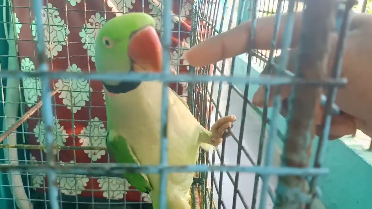 Talking parrot mithu mithu 😍 || parrot feeding food || pyaratotamithu