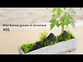 テラリウムで育てるミニ盆栽の作り方【道草×西予苔園コラボ動画前編】#95