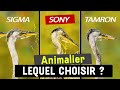 Comparatif objectif Animalier : Sony 200-600 vs Sigma 150-600 vs Tamron 150-500