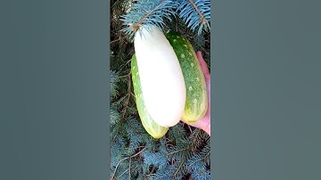 Beautiful & Yummy Cucumbers!! #mygarden #garden #farming #vegetables #cucumber #shorts