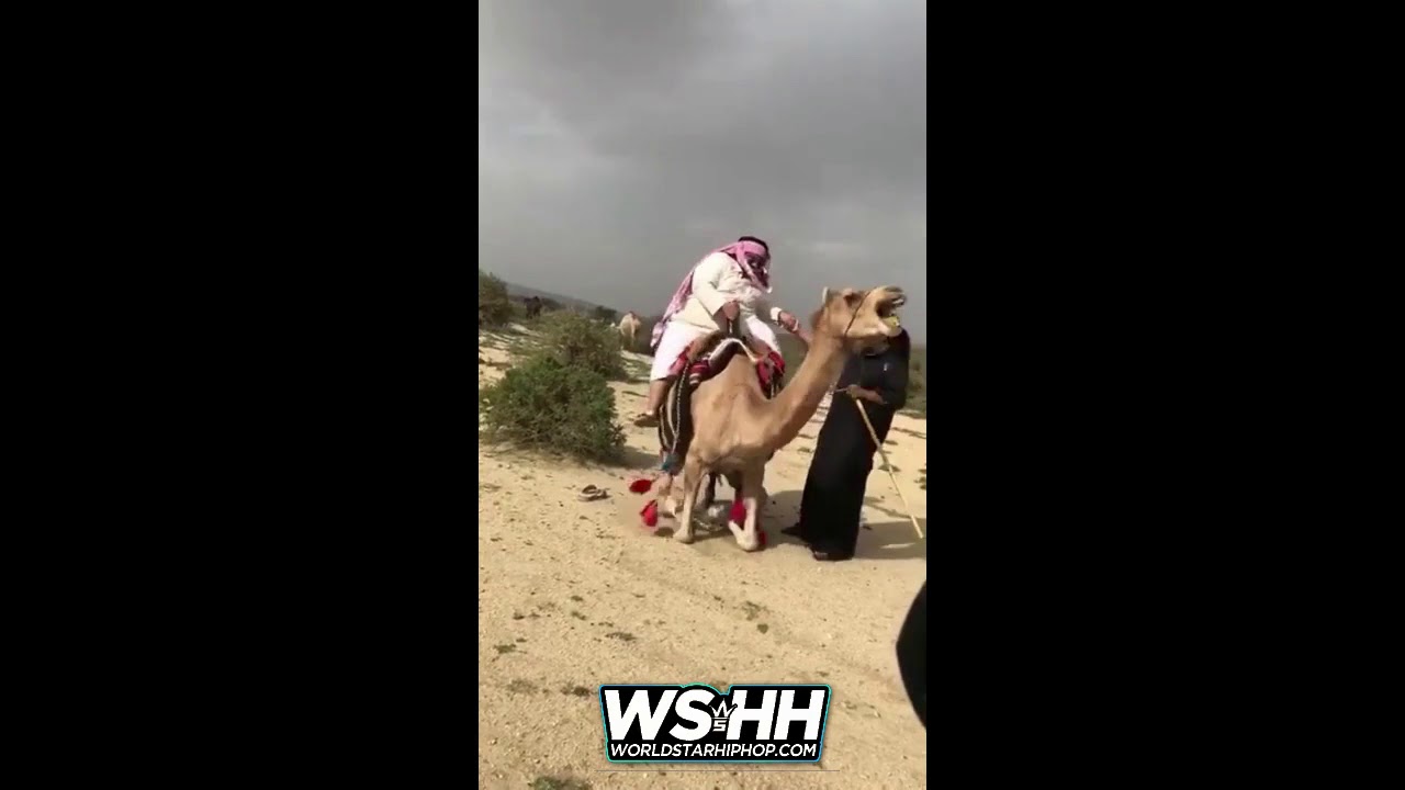Camel With A Weight Limit YouTube