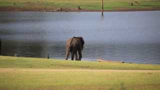 Elephant tries to seduce the female Elephant-heylos