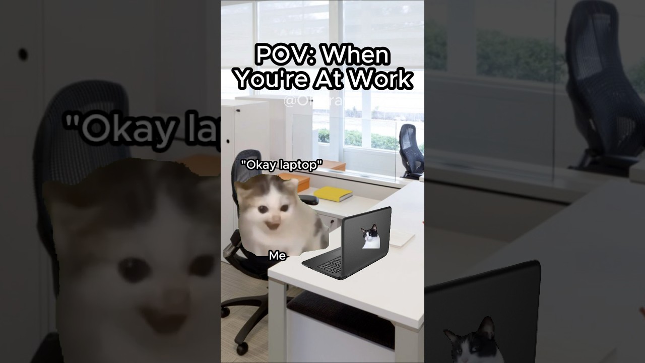 CAT MEMES 🐱 WHEN YOU’RE AT WORK 