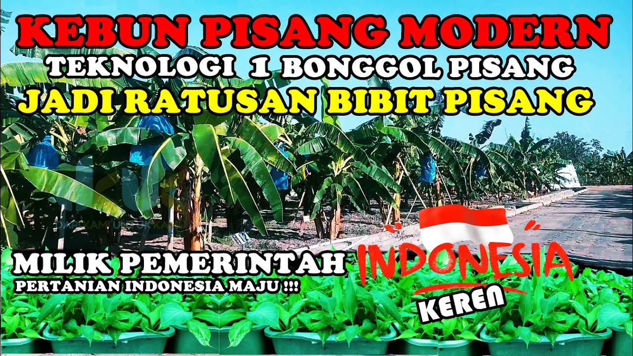 Kebun Pisang Modern Terlengkap di Indonesia