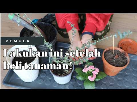 Cara MUDAH Pindah Pot Tanaman( PEMULA )