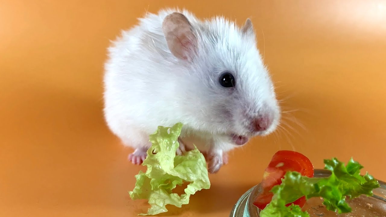 Hamster’s eating his favorite lettuce ️🐹 ASMR 28 crunchcrunchhamster