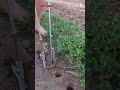 Smart idea to drill holes in agricultural fields using simple tools #shorts
