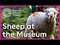 Meet the Museum's sheep | Natural History Museum