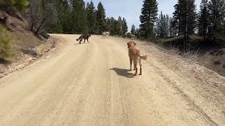 Russell Wilson Good Dog™ Board & Train | Boise Golden Retriever Training by ValorK9Academy® 56 views 8 months ago 2 minutes, 52 seconds