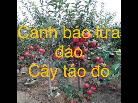 Cây Giống Táo Đỏ Lùn F1, Nhận Biết Tránh Bị Mua Thành Táo Ta | Foci