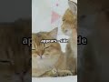 jelous kitty #ai #cutecreations #funnypets #cute #petvideos #funnyanimals #kitten #funnycreatures