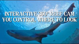 @insta360  Dive: Sharks & Sea Turtles at a Sunken Pier Wreck