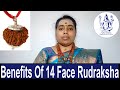 Benefits Of 14 Face Rudraksha in English | Fourteen Mukhi Ruthratcham