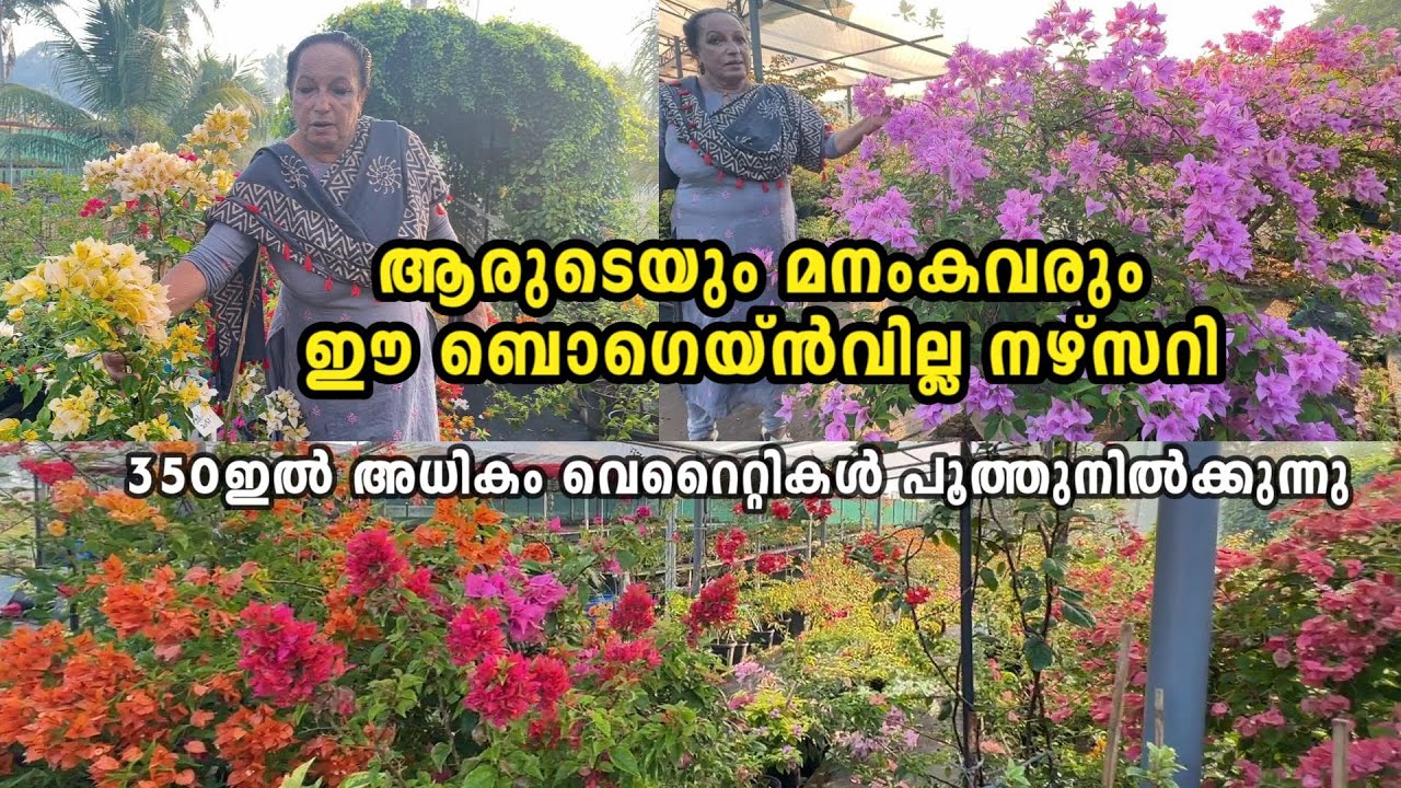 മനം നിറയ്ക്കും  ബോഗൺവില്ല ചെടികൾ , കാണാം വാങ്ങാം . Bougainvillea  Nursery Kochi I Pots And Petals