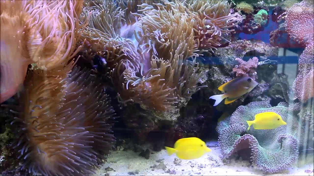 camera iphone 8 plus apk 04098494黑金鋼對魚與奶嘴海葵Amphiprion mccullochi （A pair） & Entacmaea quadricolor