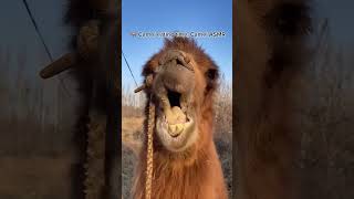 Camel eating time, Camel ASMR