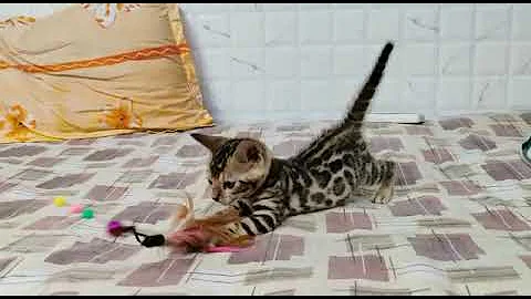 Watch the video about Bengal Cat Kitten for Sale in Mumbai | Beautiful marking kitten | WhatsApp📞6392929085