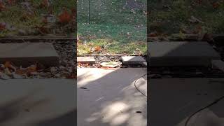 Little Chewy, Picky Blue Jay, video bombing Squirrel