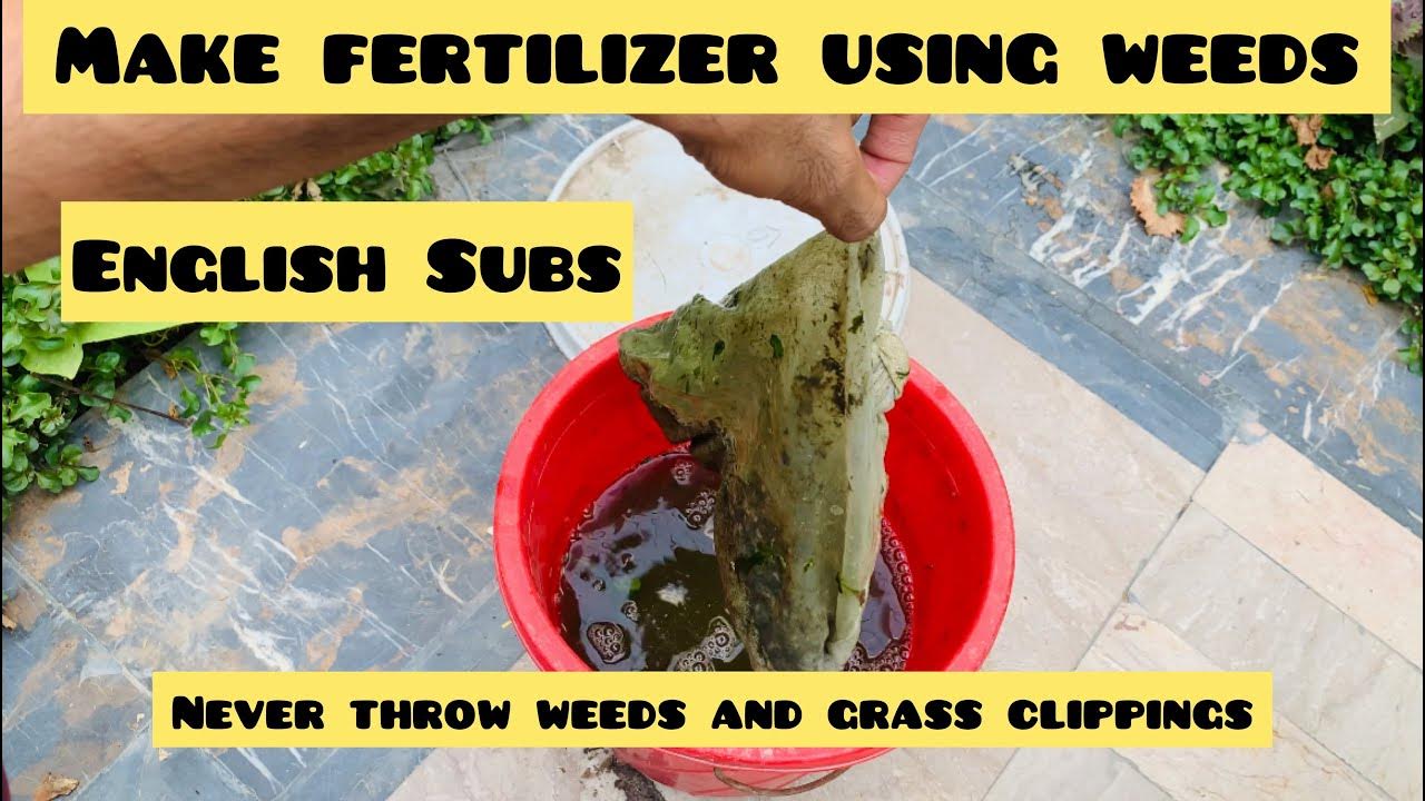 Make liquid fertilizer by using weeds and grass clippings never throw