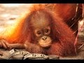 Jumbo the Orangutan!
