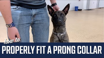 How to Properly Fit a Prong Collar on Your Dog