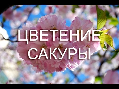 Сакура цветёт! Розовая махровая красивая! Санкт-Петербург "Сад дружбы" / цветы сакуры фото