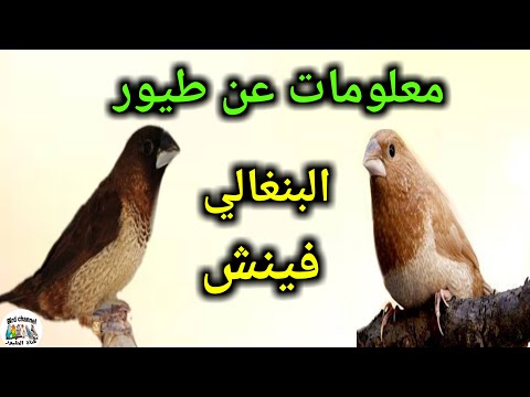 معلومات عن طيور البنغالي فينش كم تبيض الأنتى مدة الحضن التزاوج فطام الفراخ