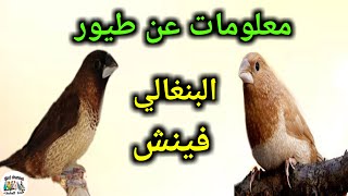 معلومات عن طيور البنغالي فينش  كم تبيض الأنتى ، مدة الحضن، التزاوج ، فطام الفراخ.........