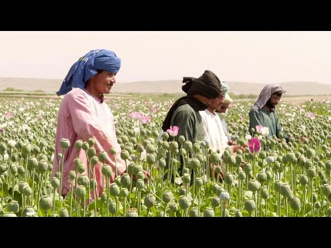 فيديو: زهرة الخشخاش: وصف النبات