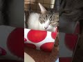 箱の中でくつろぐ子猫