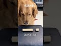 おやつを分け与える犬