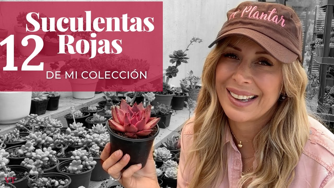 👩🏼‍🌾 12 suculentas rojas de mi colección con nombres