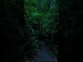 ⚡ Rainstorm in the Deep Forest 🌧️🌲 Nature’s Most Relaxing Thunder Sounds #shorta
