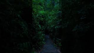 ⚡ Rainstorm in the Deep Forest 🌧️🌲 Nature’s Most Relaxing Thunder Sounds #shorta