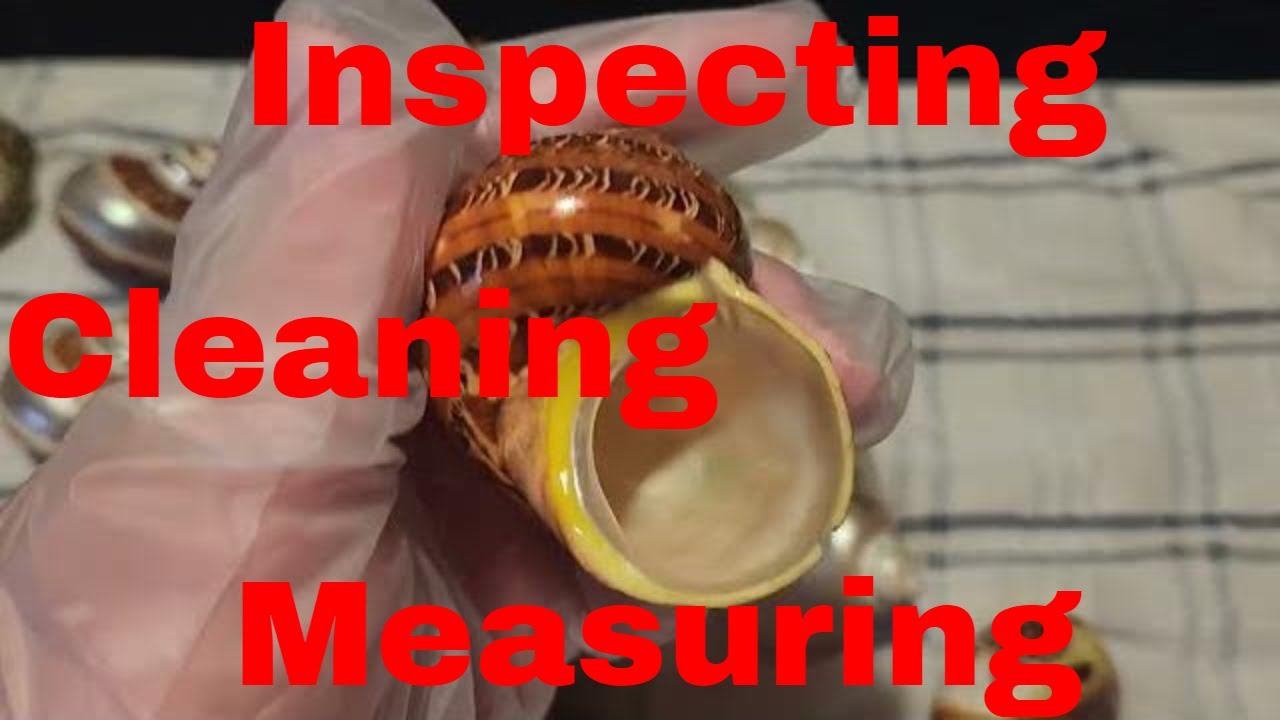 Measuring Shell Hermit Crabs | How to Clean, Inspect and Measure Shells | Proper Hermit ...