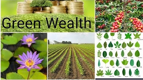 Notes of lesson no 2 EVS  "Green Wealth" for class : 3.