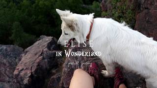 White Swiss Shepherd Elise - 4 years of journey