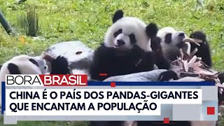 Pandasgigantes: um dos maiores símbolos da China | Bora Brasil