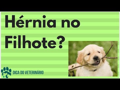 Vídeo: Hérnia Umbilical Em Cães - Hérnia De Cachorro