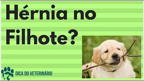 Como eliminar hérnia em cachorro?