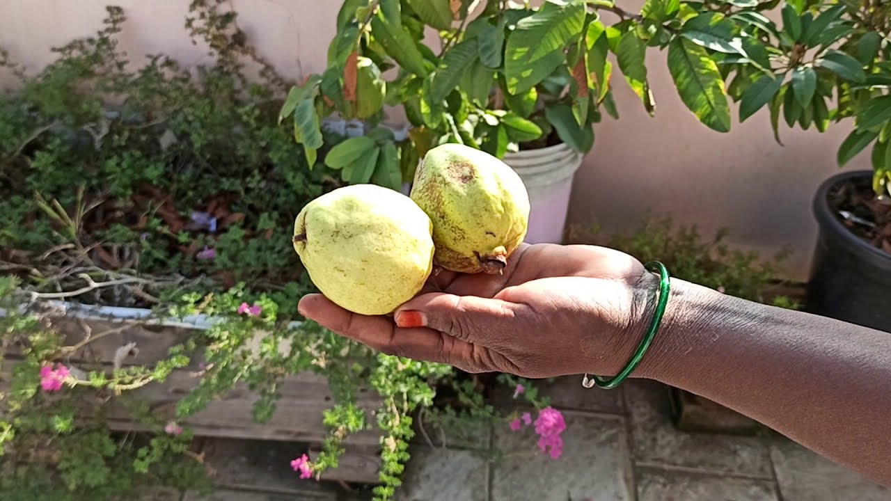 Harvest fresh Guavas my terrace Garden YouTube