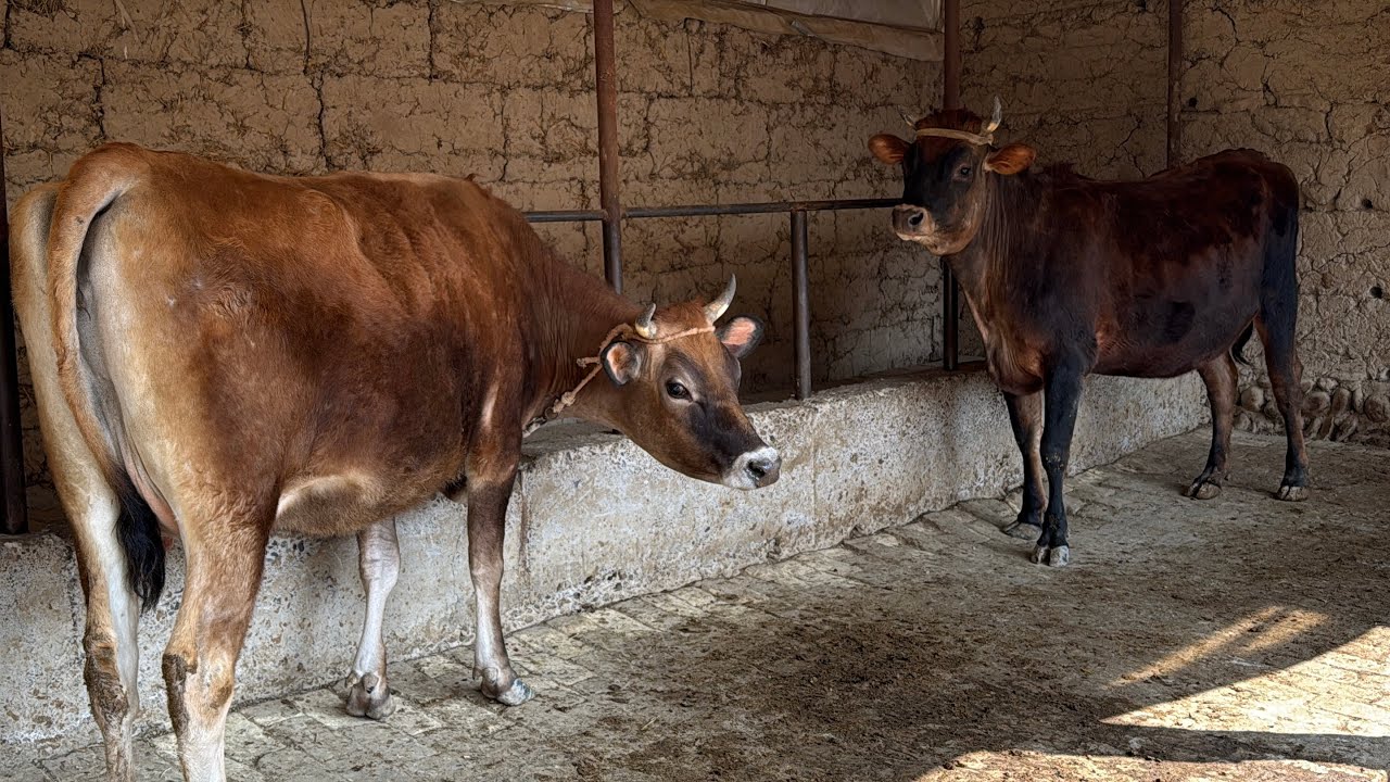 Sotildi hammaga rahmat..Dehqonlardan Jersi bugoz gʻunajinlar sotiladi