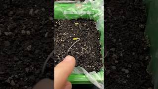 How not to spoil tomato seedlings immediately after germination #tomato #tomatoes #seedlings