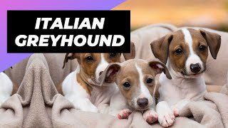 Italian Greyhound  The Best Lap Dog For Lazy Owners